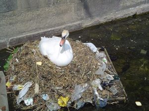 Swan in nest incorporating plastics