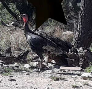 wild turkey in New Mexico